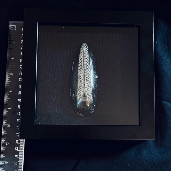 Orthoceras fossil framed - Picture 6 of 10